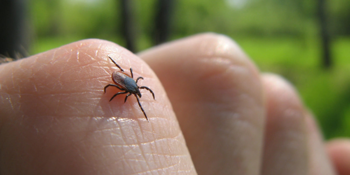How to Safely Remove a Tick - HSI