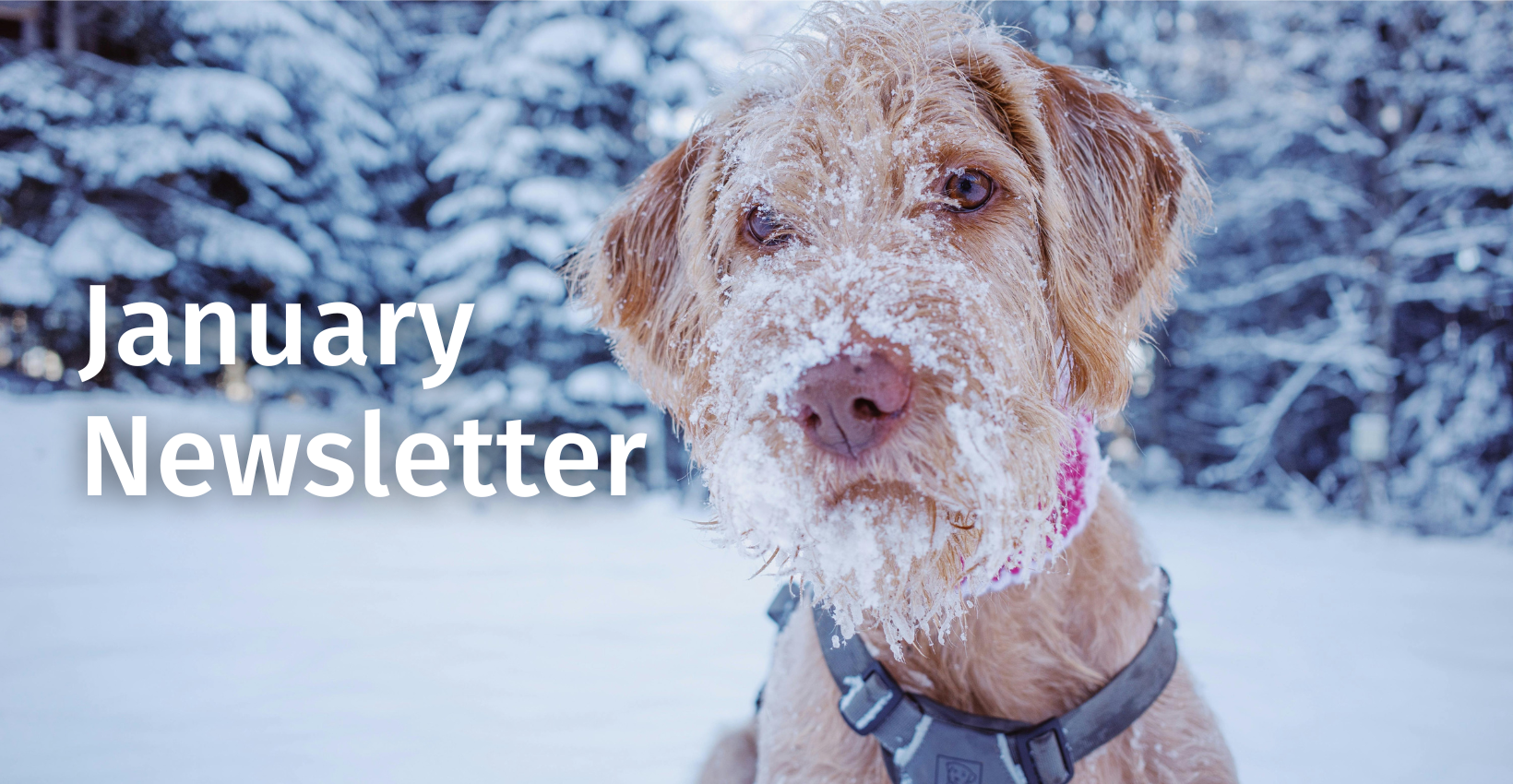 HSI January 2026 Newsletter