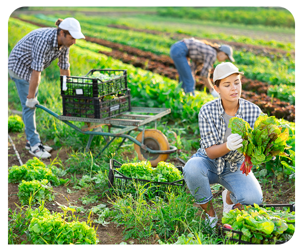 Agriculture and Food Hero Agriculture and Food Hero