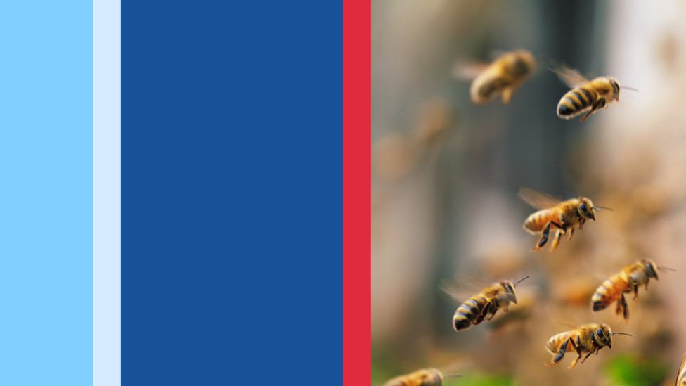 First Aid: Bites, Stings, and Reactions