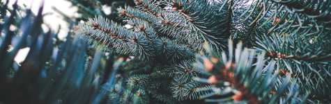 HSI December Newsletter HSI December Newsletter