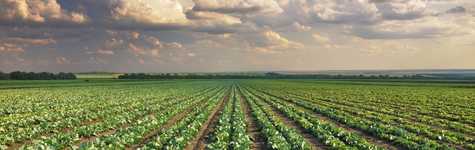 Conflicting Regulatory Requirements Concerning Pesticides Conflicting Regulatory Requirements Concerning Pesticides
