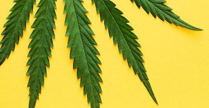 Petition · Legal Cannabis Industry Demands Better Regulation and Policies  from Instagram ·