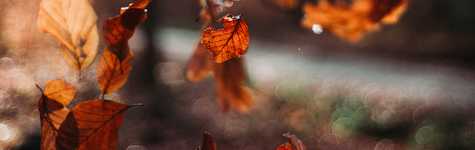 HSI November Newsletter HSI November Newsletter